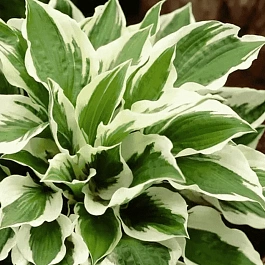 Хоста Форчуна Patriot