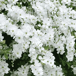 Экзохорда кистевая Magical Springtime