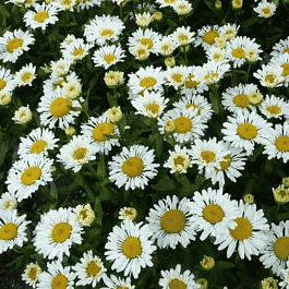 Нивяник наибольший Lacrosse