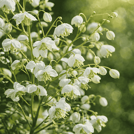 Василистник Splendide White