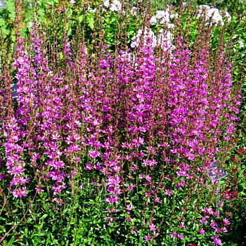 Дербенник прутьевидный Дропмур Пепл