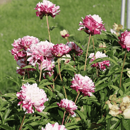 Пион Молочноцветковый Kirinmaru