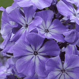 Флокс Голубые Кристаллы