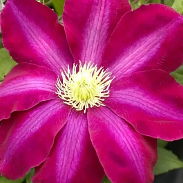 Клематис гибридный Hoshi no Flamenco