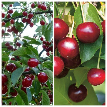 Дерево-сад (2-3х летка) вишня 2 сорта Молодежная-Владимирская