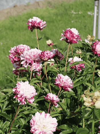 Пион Молочноцветковый Kirinmaru