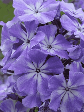 Флокс Голубые Кристаллы