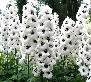 Дельфиниум (живокость) культурный Magic Fountains White with Dark Bee