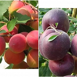 Дерево-сад (2-3х летка) абрикос 2 сорта Саратовский рубин-Черный принц