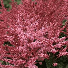 Астильба китайская Chocolate Cupcake