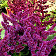 Астильба гибридная Purple Rain