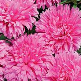 Астра Классик Роуз