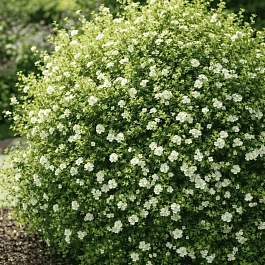 Лапчатка кустарниковая  Abbotswood