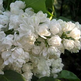 Сирень обыкновенная Лиега Сирень обыкновенная Лиега