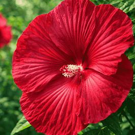 Гибискус мускусный Luna Red