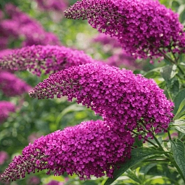 Буддлея давида  Summer Beauty