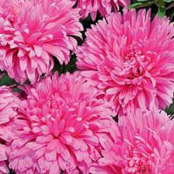 Астра Классик Роуз