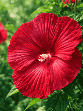 Гибискус мускусный Luna Red