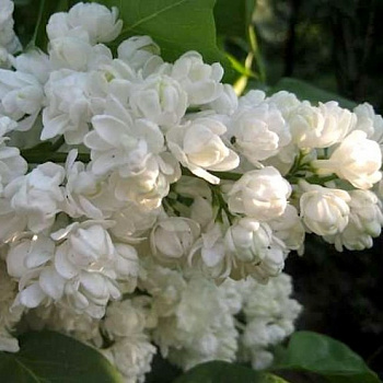 Сирень обыкновенная Лиега