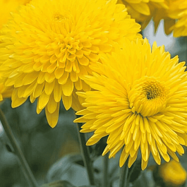 Хризантема  Margaret Sunny