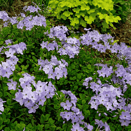 Флокс столоносный Blue Ridge