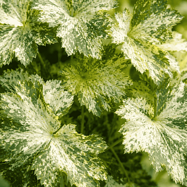 Гейхера Snow Angel