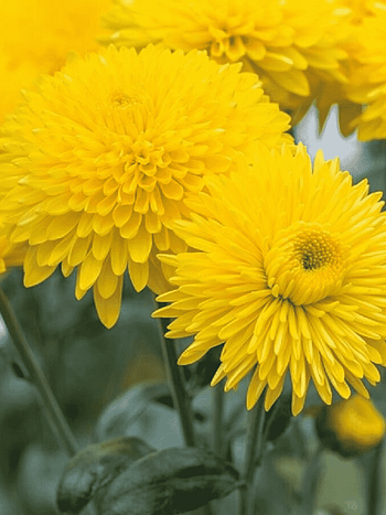 Хризантема  Margaret Sunny
