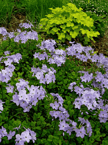 Флокс столоносный Blue Ridge