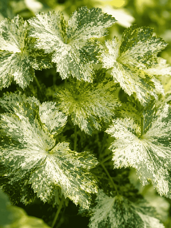 Гейхера Snow Angel