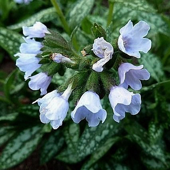 Медуница гибридная Опал