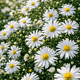 Астра кустарниковая Snowsprite