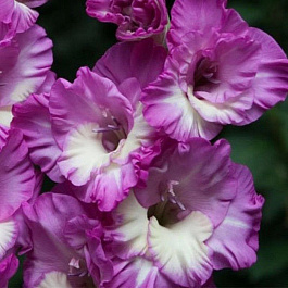 Гладиолус гофрированный Наблус (Наблус Раффл)