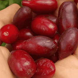 Кизил Плодовый Грушевидный