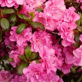 Азалия японская Петтикоут Азалия японская Петтикоут