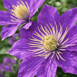 Клематис Justa