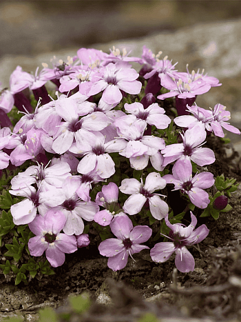 Смолёвка бесстебельная Acaulis