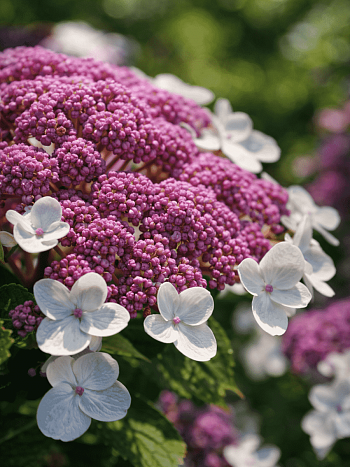Гортензия шершавая Macrophylla