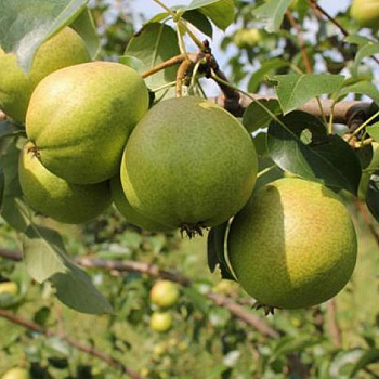 Груша плодовая Осенняя Яковлева