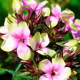 Флокс метельчатый Mystique Green