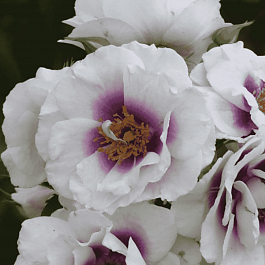 Роза Гибридная Eyes for you