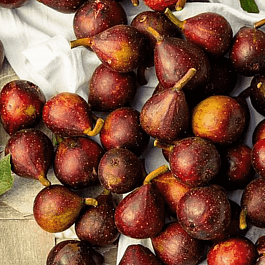 Инжир Little Miss Figgy