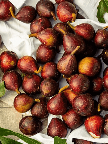 Инжир Little Miss Figgy