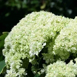 Гортензия древовидная Hayes Starburst