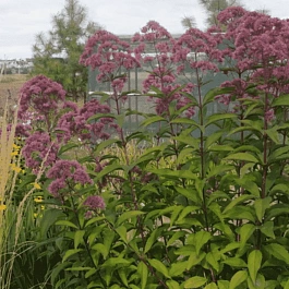 Посконник пятнистый Riesenschirm