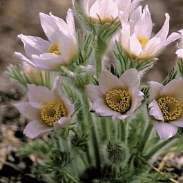 Прострел обыкновенный Perlen Glocke