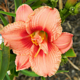 Лилейник гибридный Силоам Риббон Кэнди