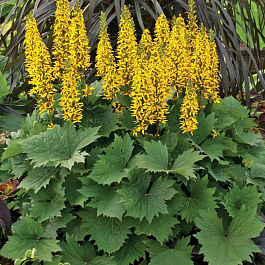 Бузульник узкоголовчатый Литтл Рокет