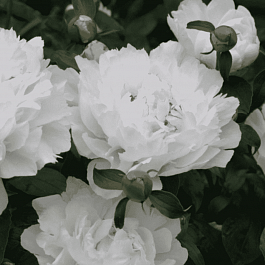 Пион Молочноцветковый Festiva Maxima