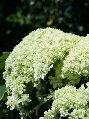 Гортензия древовидная Hayes Starburst