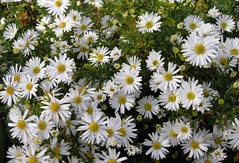 Астра кустарниковая Сноуспрайт